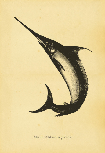 XIX century illustration of a marlin (copyright-free). Engraving by Thomas Bewick (1828). Photo by N. Staykov (2007)CLICK ON THE LINKS BELOW FOR HUNDREDS MORE SIMILAR IMAGES: