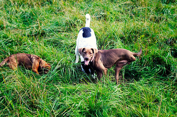 istock handicapped dog and his friends 173003010
