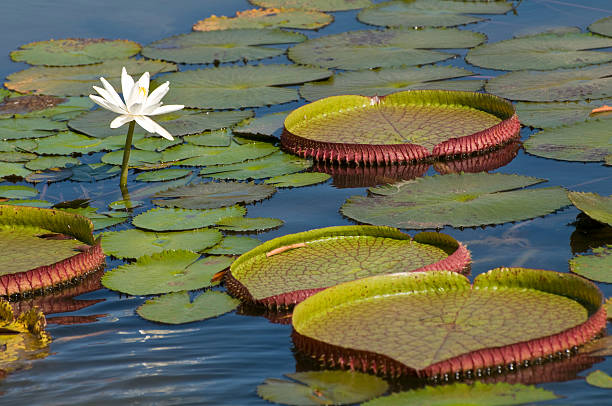 Single lotus blooming among lily pads in the Amazon Vitoria regia, one of the most beautiful plants of the amazon amazonas state brazil stock pictures, royalty-free photos & images