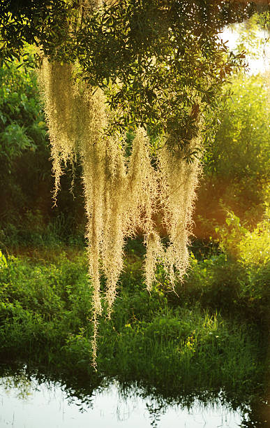 Spanish moss "Spanish moss (Tillandsia usneoides) is illuminated by sunlight as it hangs draped on the branches of a live oak tree. This epiphyte plant is found in many areas of the old south, often growing on oak trees in Florida, Georgia, the Carolina's and Louisiana." live oak stock pictures, royalty-free photos & images