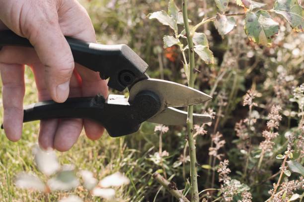 istock Pruning roses. Seasonal garden work. 1730032516