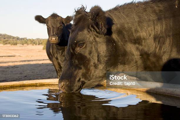 飲む牛ます - 飲料水のストックフォトや画像を多数ご用意 - 飲料水, 牝牛, ウシ