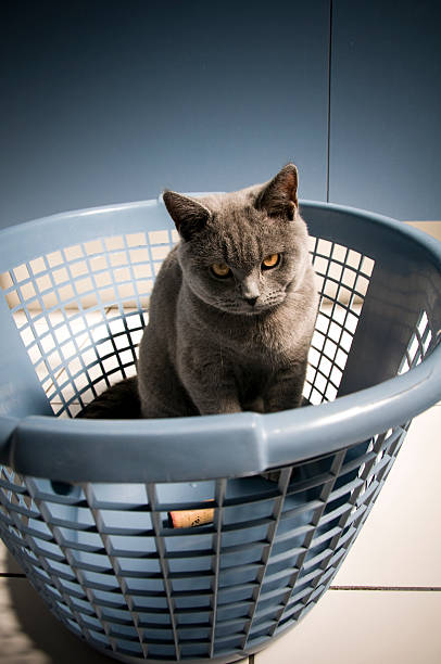 istock Evil Cat British Shorthair Kitten in a washing basket 173003493
