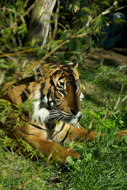 istock Tiger hiding in the grass 173003507