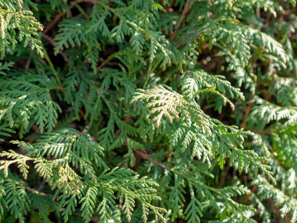istock Green young juniper branches close-up. Background with juniper branches. Brightly green juniper bush in the summer 1730038009