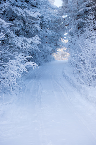 a road in a winter forest, tree branches covered with frost, a winter road. a road covered with snow runs between the trees