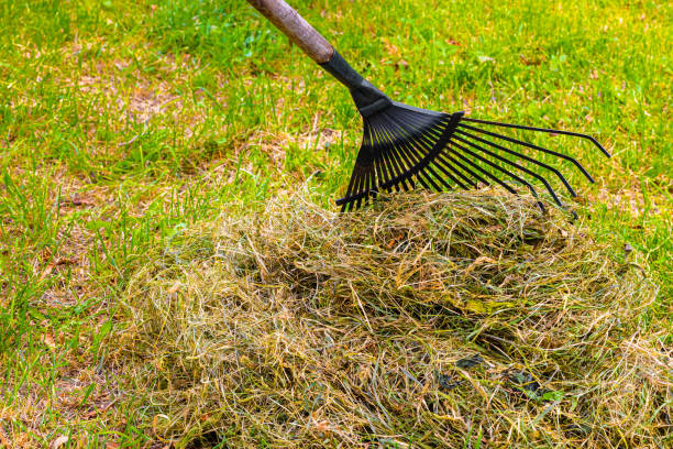 istock gardener collecting dry grass with a rake. 1730041826