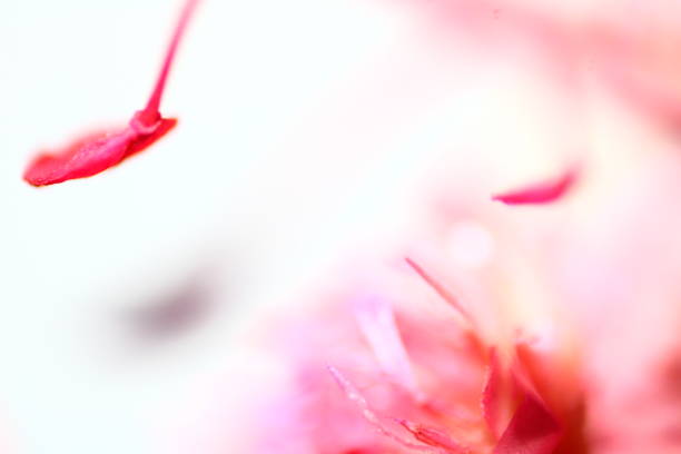 istock Dry Flower Macro Photography 1730041845