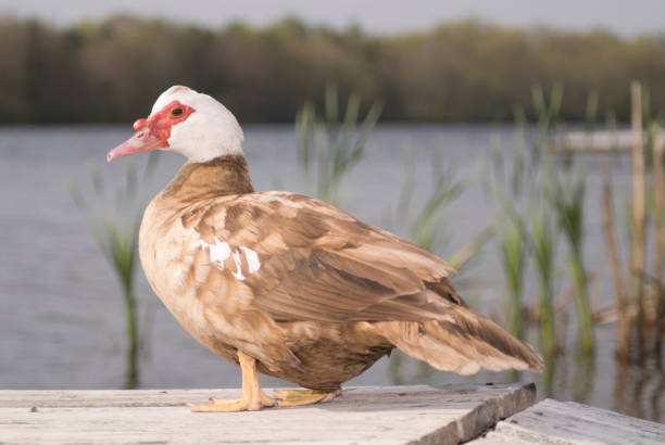 Quack stock photo