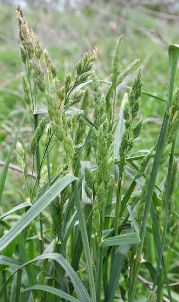 the herb dactylis glomerata grows in nature - provender imagens e fotografias de stock