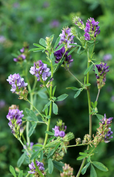 istock The field is blooming alfalfa 1730046778