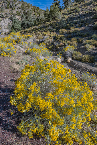Chrysothamnus viscidiflorus is a species of shrub in the family Asteraceae of the Americas known by the common names yellow rabbitbrush and green rabbitbrush. Growing in the Ancient Bristlecone Pine Forest; White Mountains; Inyo National Forest; Inyo County; California;