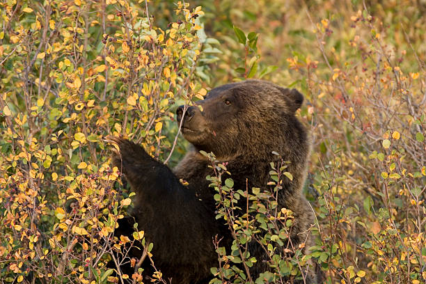 istock Feeding Grizzly Bear, Wyoming 173004764