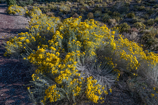 Chrysothamnus viscidiflorus is a species of shrub in the family Asteraceae of the Americas known by the common names yellow rabbitbrush and green rabbitbrush. Growing in the Ancient Bristlecone Pine Forest; White Mountains; Inyo National Forest; Inyo County; California;