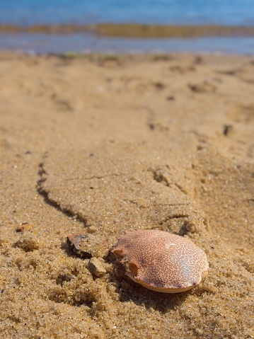 Closeup of crab shell along beach in Provincetown, Cape Cod, Massachusetts.