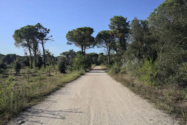 Photo of Group of maritime pines on a dirt path in a forest by the seaside at sunset