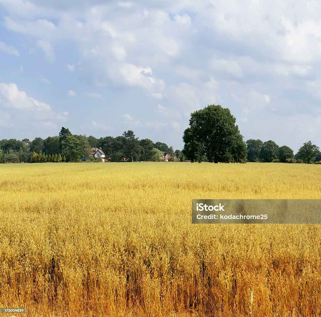 farmland farmland  cornfield before harvesting of arable crops Agricultural Field Stock Photo