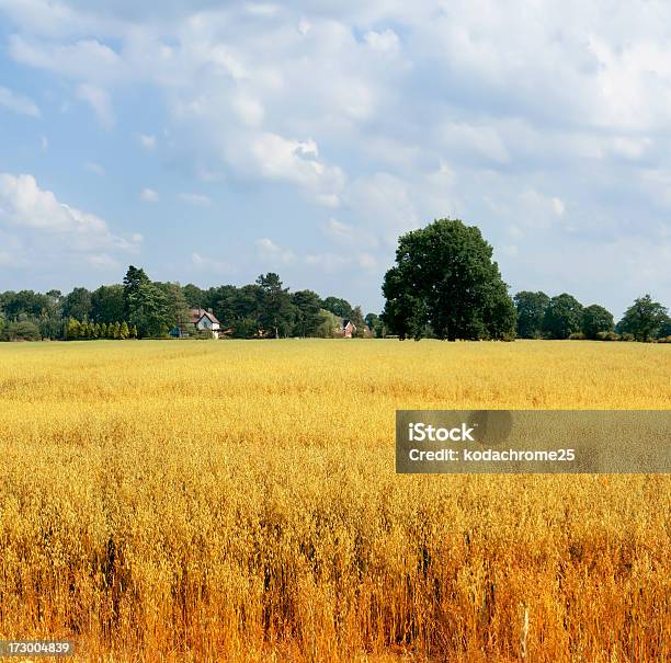 Farmland Stock Photo - Download Image Now - Agricultural Field, Agriculture, Backgrounds
