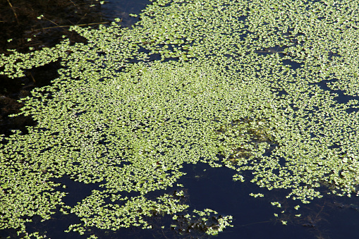 Medicinal plant lesser duckweed (Lemna minor) grows in the wild in a reservoir