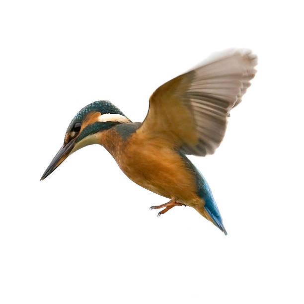Kingfisher  (Alcedo atthis)  kingfisher stock pictures, royalty-free photos & images