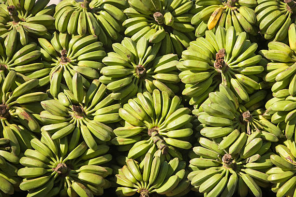 Pile of fresh green bananas