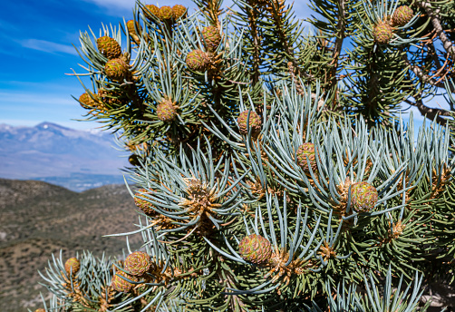 Pinus monophylla, the single-leaf pinyon, is a species of pine tree-the family Pinaceae that occurs in the mountains of the Western United States, Mexico, and Canada.  Ancient Bristlecone Pine Forest; White Mountains; Inyo National Forest; Inyo County; California. Pinecone; female pinecone; female cone.