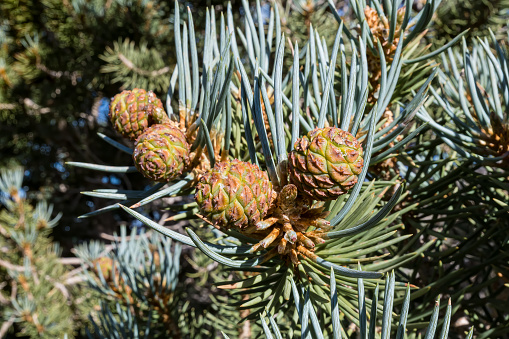 Pinus monophylla, the single-leaf pinyon, is a species of pine tree-the family Pinaceae that occurs in the mountains of the Western United States, Mexico, and Canada.  Ancient Bristlecone Pine Forest; White Mountains; Inyo National Forest; Inyo County; California. Pinecone; female pinecone; female cone.