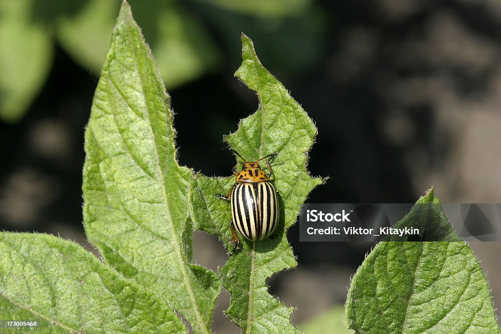 Pest Colorado beetle, devouring leaves of potato. Eating Stock Photo