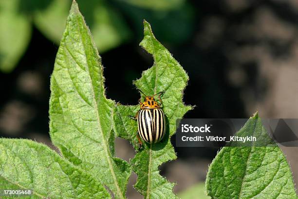 Pest Stock Photo - Download Image Now - Eating, Insect, Leaf