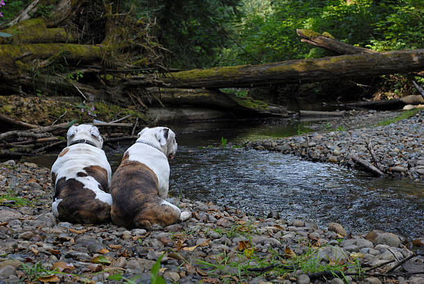 Two English bulldogs stop for a break during their walk along a peaceful riverside.