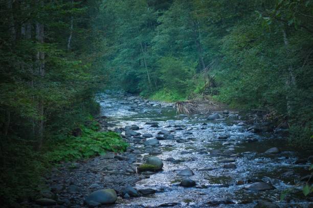 istock Scenic view of  a tranquil river surrounded by lush green foliage and tree 1730055281