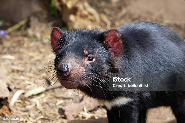 Foto de Demôniodatasmânia e mais fotos de stock de Animal - Animal, Bolsa - Parte do corpo animal, Demônio da Tasmânia