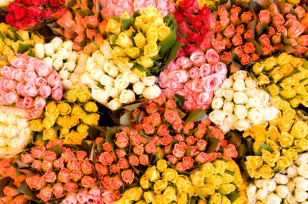 istock Bunches of multicolored roses from above 173005542