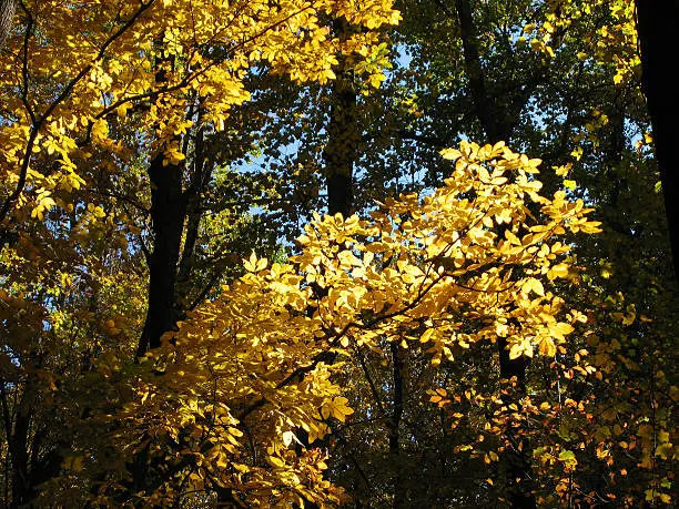 Fall foliage glows golden in the early sunlight of the Shenandoah forest.