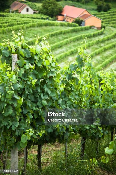 Vigneto Contryside - Fotografie stock e altre immagini di Agricoltura - Agricoltura, Ambientazione esterna, Azienda vinicola