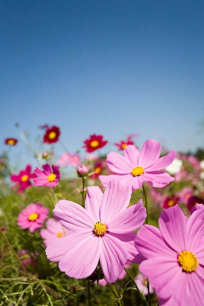 istock Pink Cosmos flower 173005618