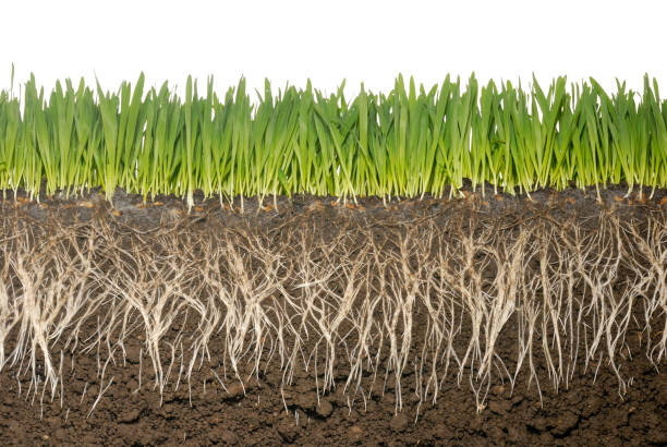 istock Cross section of grass and grass roots with soil 173005830