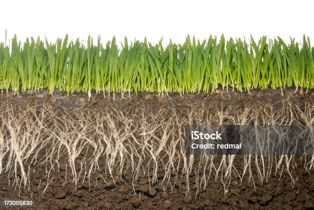 Cross Section Of Grass And Grass Roots With Soil Stock Photo - Download Image Now - Root, Grass, Growth