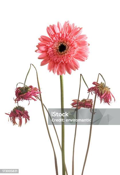 Alimento Più Fresco Di Quanto Il Resto - Fotografie stock e altre immagini di Appassito - Appassito, Fiore, Freschezza