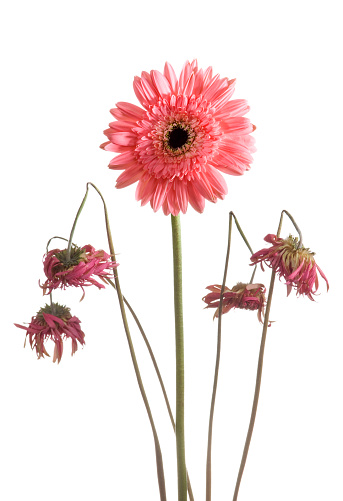 A fresh Gerbera flower stands tall above decaying Gerbera flowers. Studio shot and isolated on a white background. Allowance for copy space. 