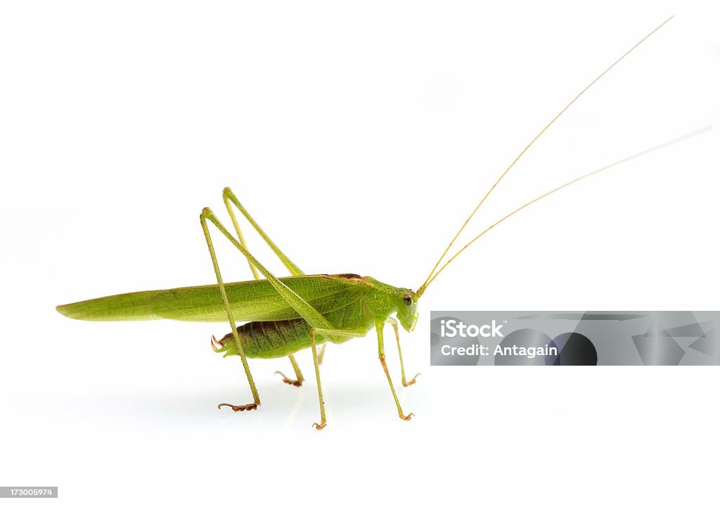 grasshopper - Foto de stock de Figura para recortar royalty-free