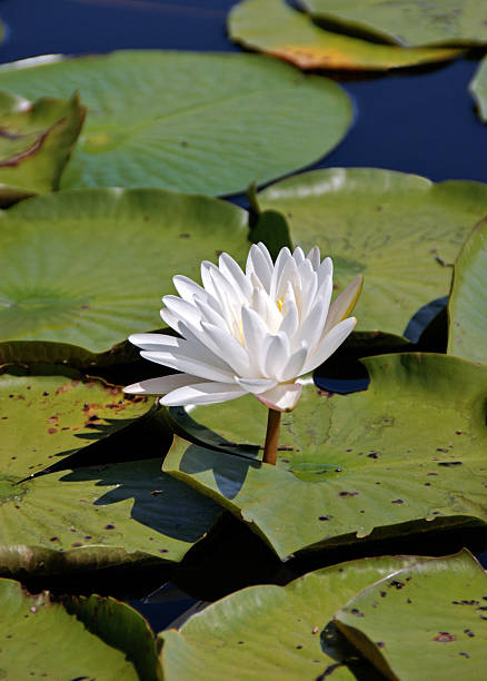 istock Water Lily in Bloom at Okefenokee Swamp GA 173006076