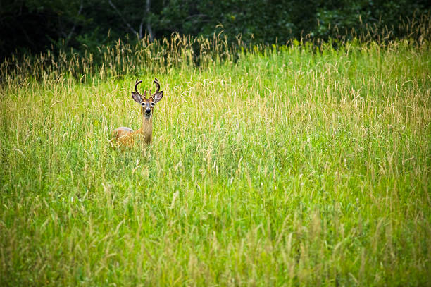 istock young buck in velvet 173006092