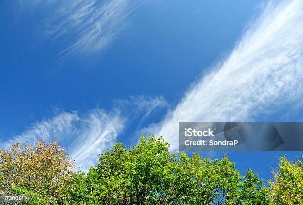 Photo libre de droit de Jet Stream Sur Les Arbres banque d'images et plus d'images libres de droit de Arbre - Arbre, Blanc, Bleu