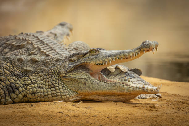 istock Portrait of a crocodile, close-up 1730061163
