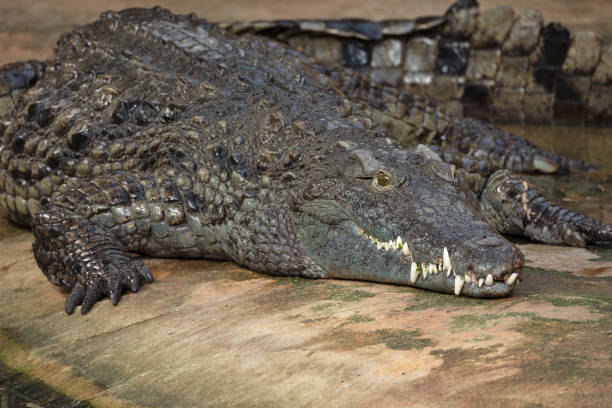 istock Portrait of a crocodile, close-up 1730061699