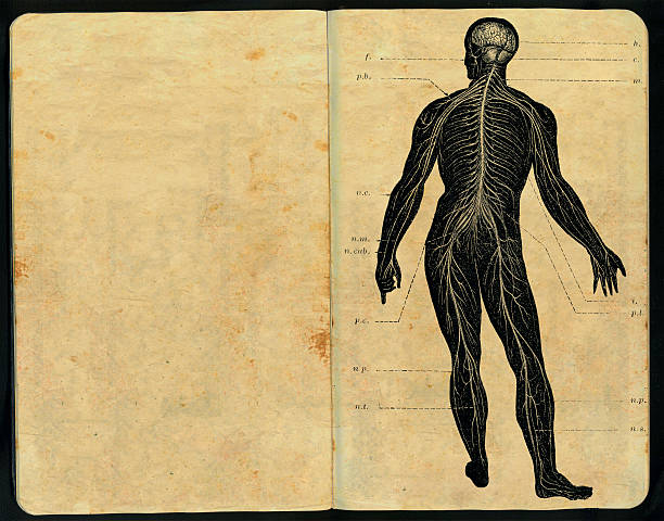 sistema nervioso caderno de esboços - anatomy sketch pad retro revival old imagens e fotografias de stock