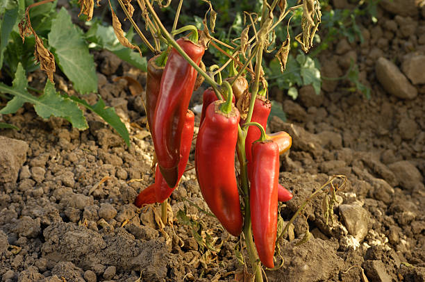 istock Cayenne Peppers Ripening on Plant 173006300