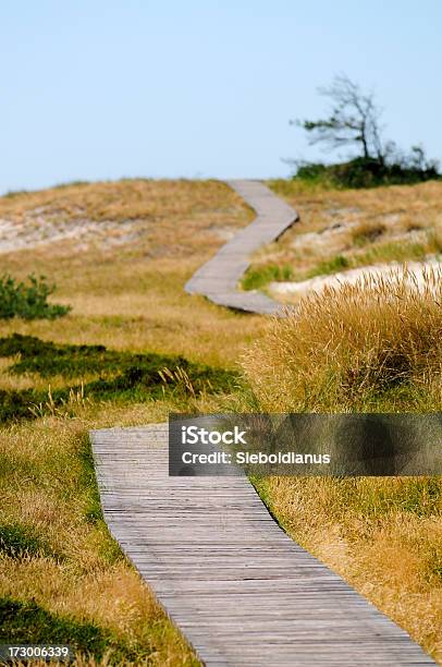 Empty Wood Path Through Natural Preserve Stock Photo - Download Image Now - Backgrounds, Beach, Footpath