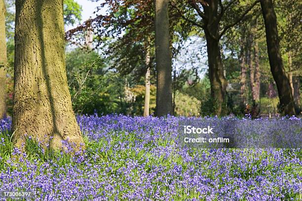 Dzwonek Woods - zdjęcia stockowe i więcej obrazów Anglia - Anglia, Bez ludzi, Cheshire - Anglia